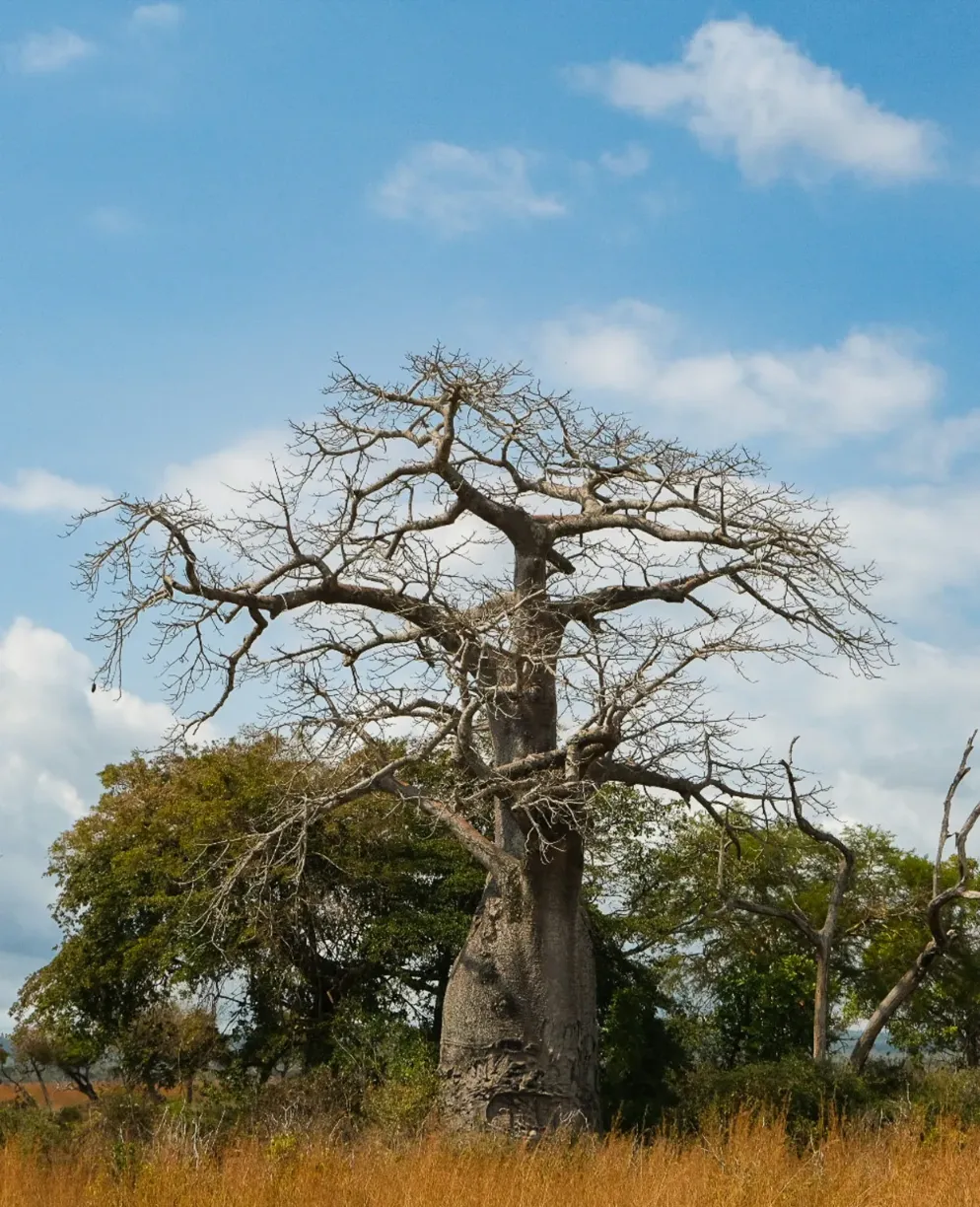 Baobab en Senegal