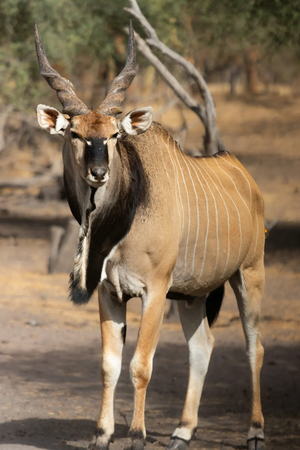Safari en Senegal