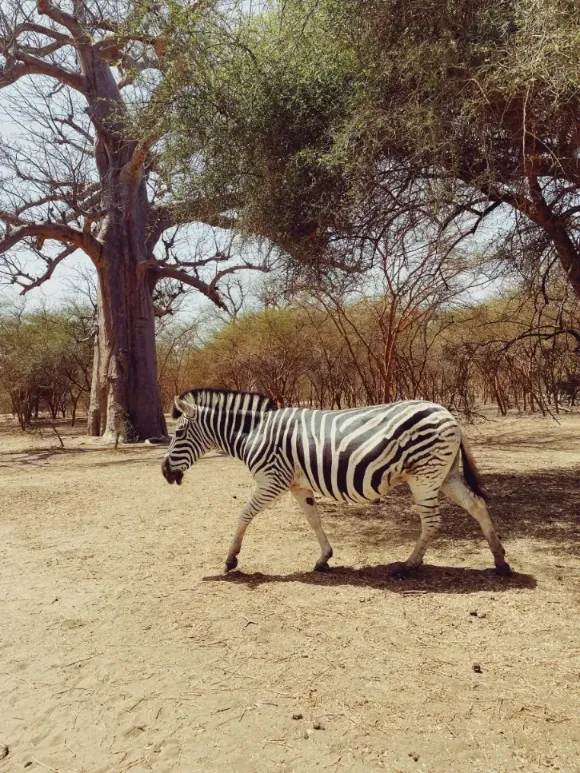 Safari en Senegal